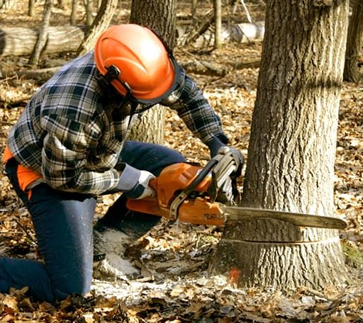 Tree Removal in Melville, LA